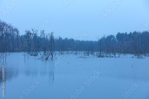 Abgestorbene Bäume stehen im Wasser in einem See.