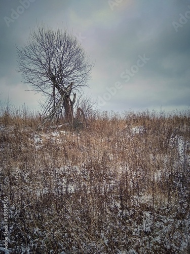 lonely tree in a field in winter in a village in cloudy weather