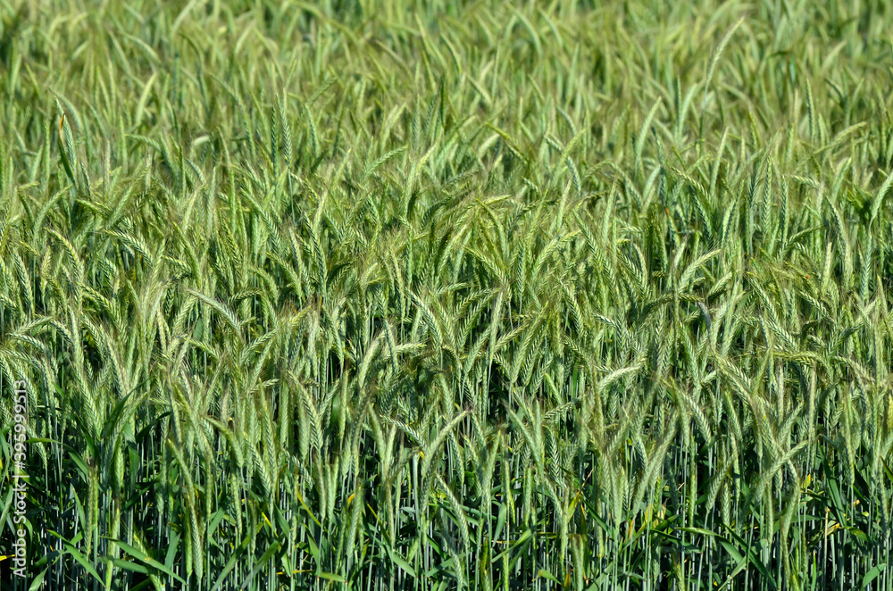 green wheat field green wheat field