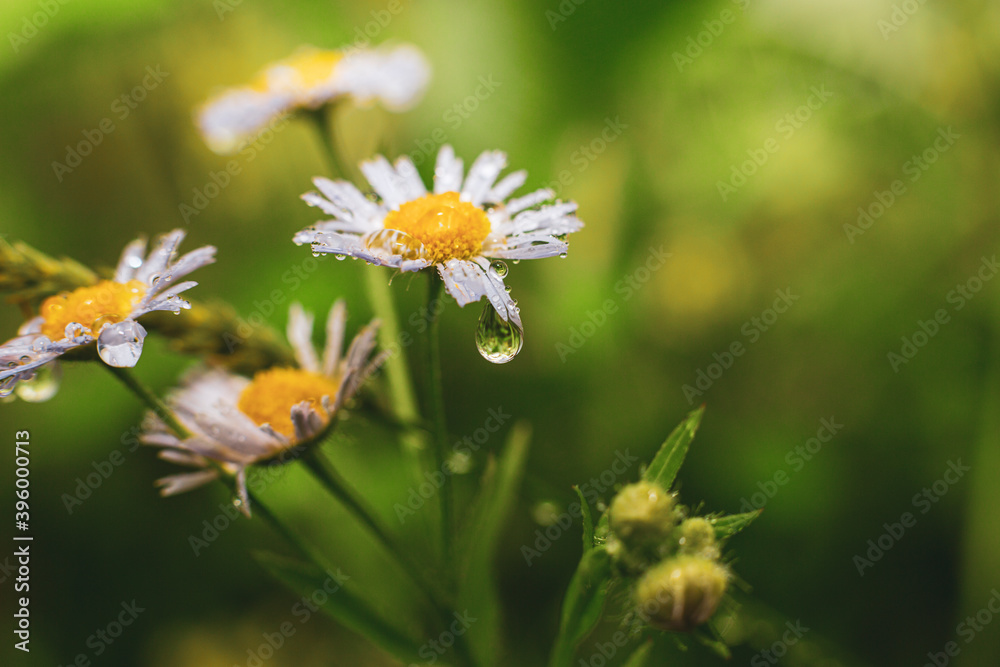 close-up of colorful flowers and water droplets close-up of colorful flowers and water droplets