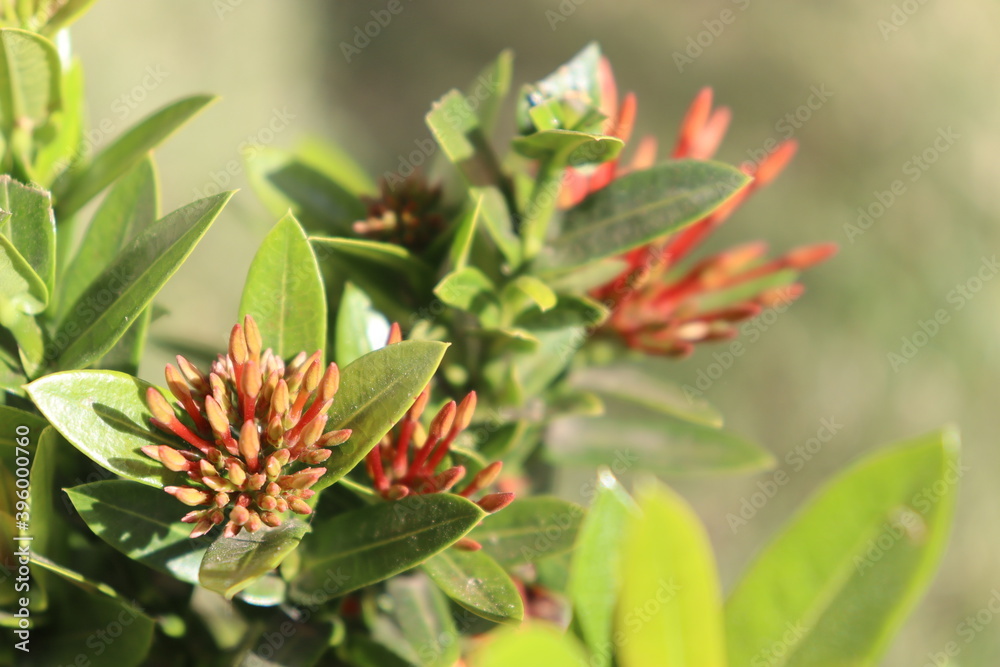 Obraz premium red flower from Brazil