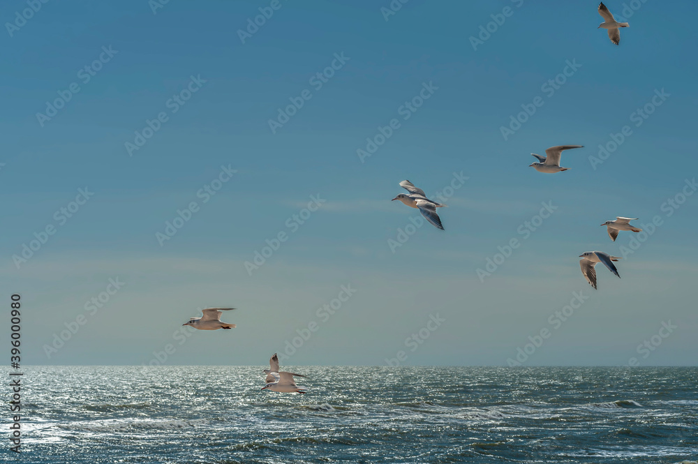 Seagulls flying under stormy sea