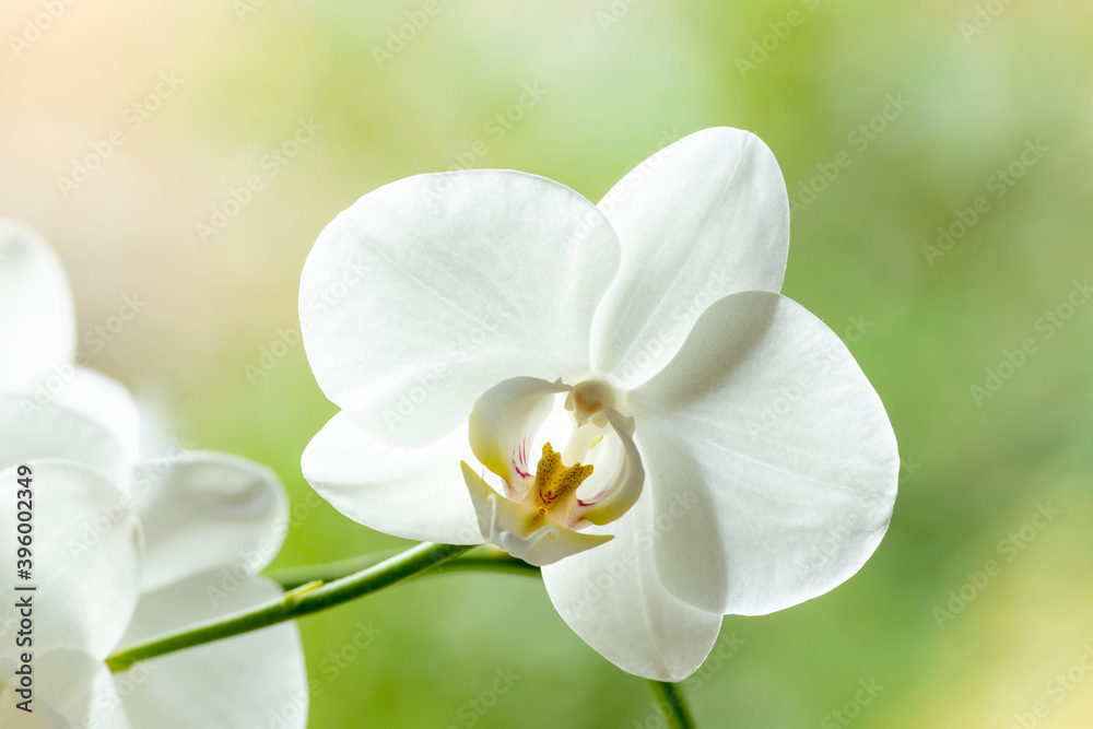 Palette of soft colors around a bright white cattleya orchid flower with out of focus blurred green natural background Palette of soft colors around a bright white cattleya orchid flower with out of focus blurred green natural background