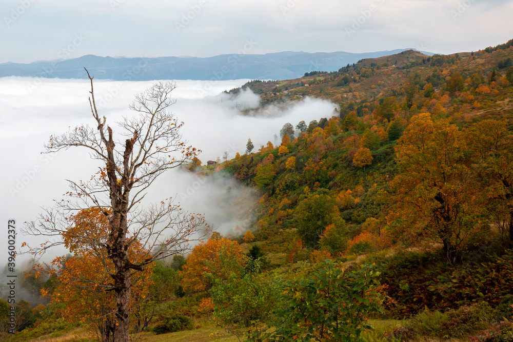 Sea of ​​clouds autumn colorful trees high mountains