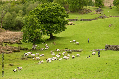 Bringing in the sheep - Cumbria