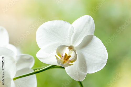 Palette of soft colors around a bright white cattleya orchid flower with out of focus blurred green natural background