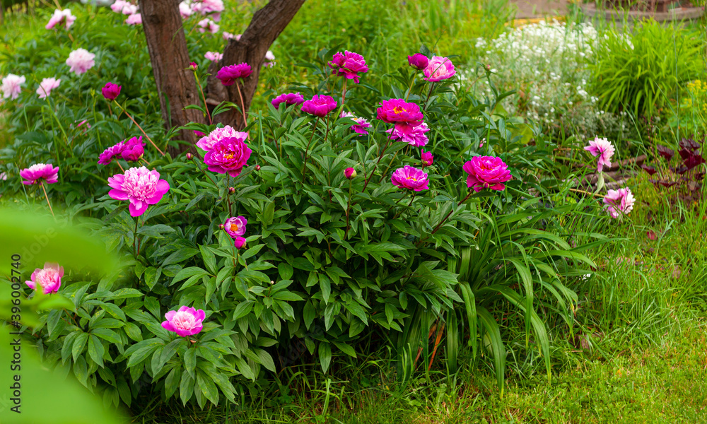 pink flowers or flower bed in the garden under the tree