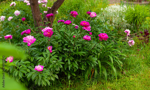 Photo pink flowers or flower bed in the garden under the tree