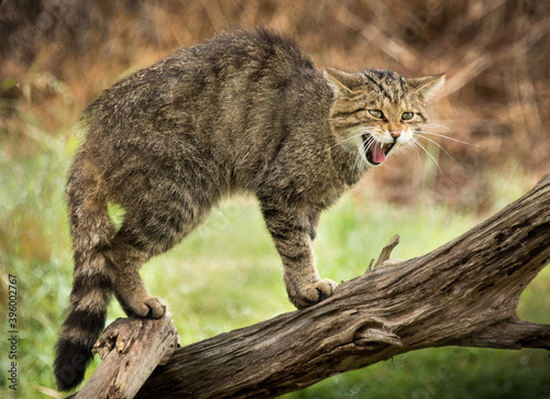 Wildcat - felis silvestris - hissing on log photo