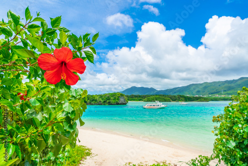 ハイビスカスと川平湾