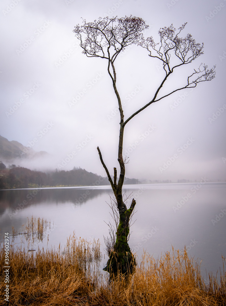 Lone tree at Buttermere on a misty day
