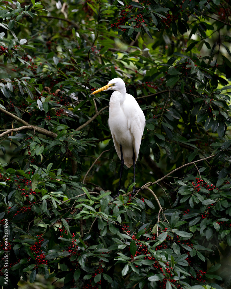 Great White Egret Stock Photo. Great White Egret perched on a fruit tree displaying body, head, beak, eye, white feather plumage with a foliage background in its environment and habitat. Image. Great White Egret Stock Photo. Great White Egret perched on a fruit tree displaying body, head, beak, eye, white feather plumage with a foliage background in its environment and habitat. Image.