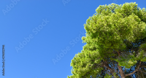 Green tree top and blue skies.