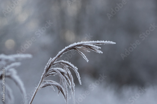 Frost on the grass isolated with blurry background