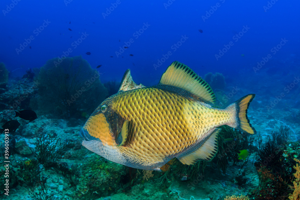 Titan Triggerfish with its trigger extended on a tropical coral reef Titan Triggerfish with its trigger extended on a tropical coral reef