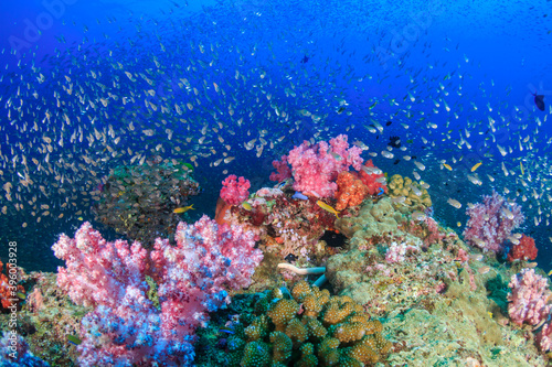 Tropical fish around a bright, colorful tropical coral reef