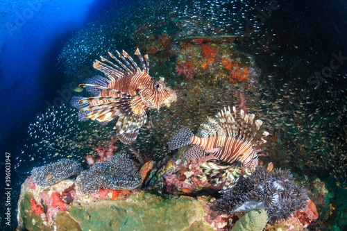 Lionfish on a tropical coral reef