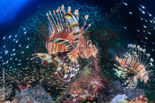 Predatory Lionfish surrounded by tropical fish on a coral reef in Thailand