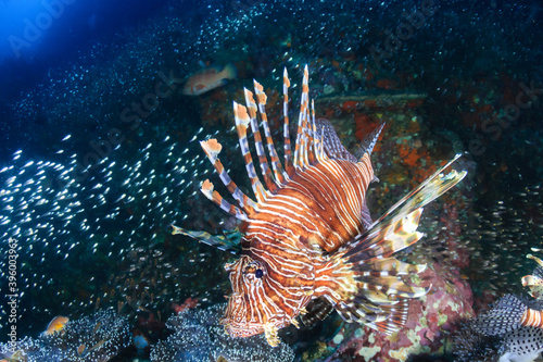 Lionfish on a tropical coral reef © whitcomberd