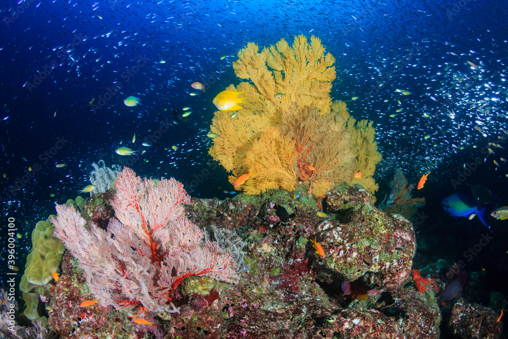 Obraz premium Beautiful, colorful tropical coral reef
