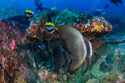 Batfish with background SCUBA divers on a coral reef (Koh Tachai, Similan Islands)