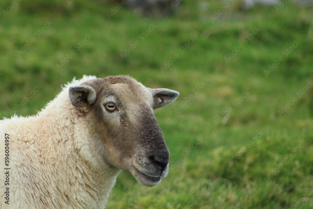 Sheep; Grey faced ewe on farmland in rural Ireland