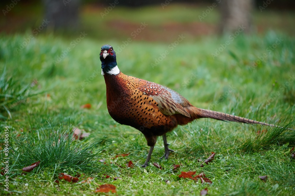 Ring-necked Pheasant, Nova Scotia, Canada, November 2020. Ring-necked Pheasant, Nova Scotia, Canada, November 2020.
