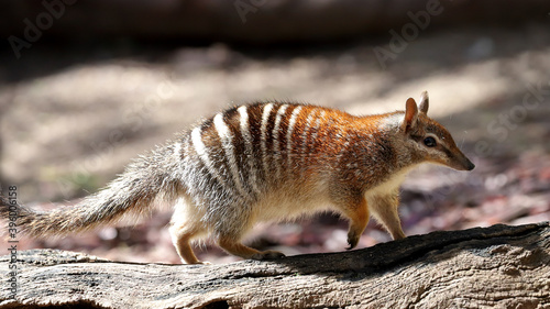 Foto Numbat walking along a log