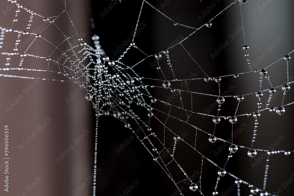 dew on the spider's web