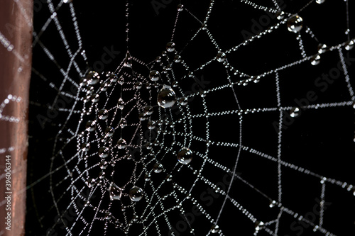 dew on the spider's web