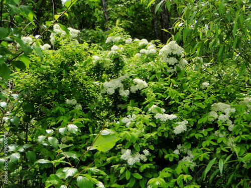 Blooming spirea on the edge of the forest.