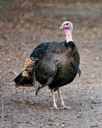 Wild turkey  stock photo.  Wild turkey in its environment and habitat with a blur background displaying its body,tail, multi colour head; feathers and looking side way. Image. Picture. Portrait.