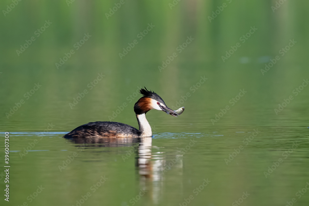 Great Crested Grebe (Podiceps cristatus) Eating fish on a Lake, Beautiful Water Bird, Wildlife scene from nature, Romania, Transylvania