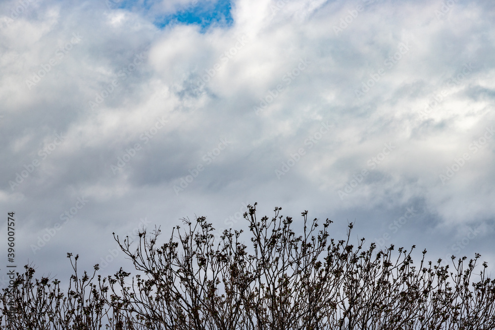 Obraz premium reeds in the sky