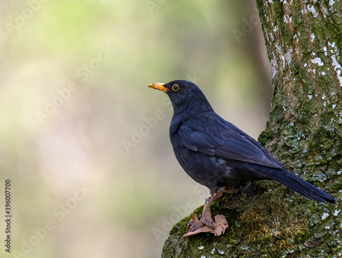 Common Blackbird Turdus Merula perched on tree in natural habitat