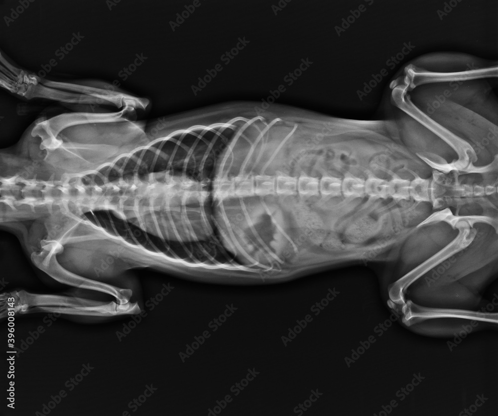Dog chest xray Stock Photo Adobe Stock