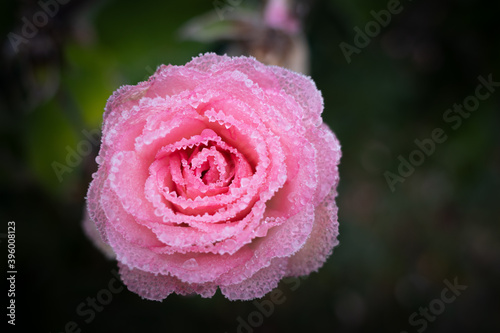 a pink flower of a rose is covered with frost