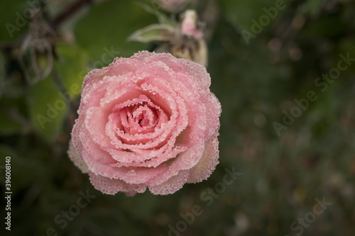 a pink flower of a rose is covered with frost