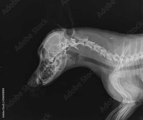 Head and Neck Dog X Ray, Dog X ray