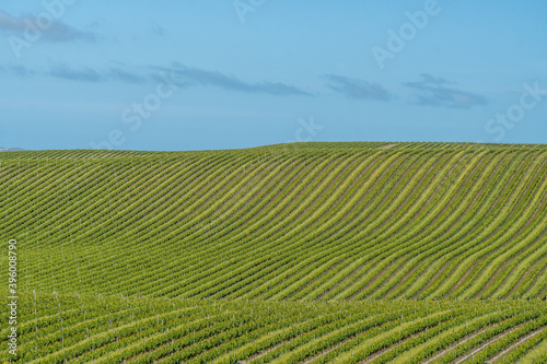 vineyard in region © Grant Udy