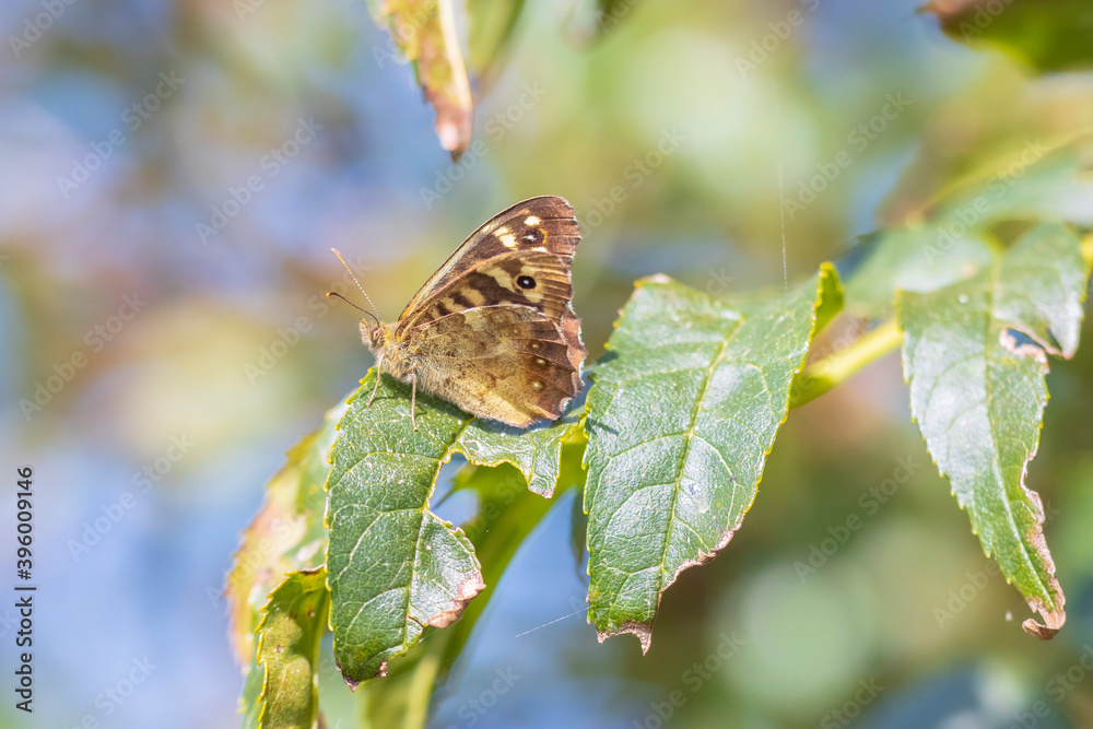 Obraz premium Speckled wood butterfly Pararge aegeria side view