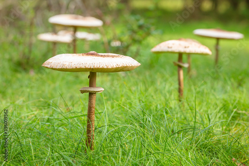 Macrolepiota procera, the parasol mushroom, in a fairy ring