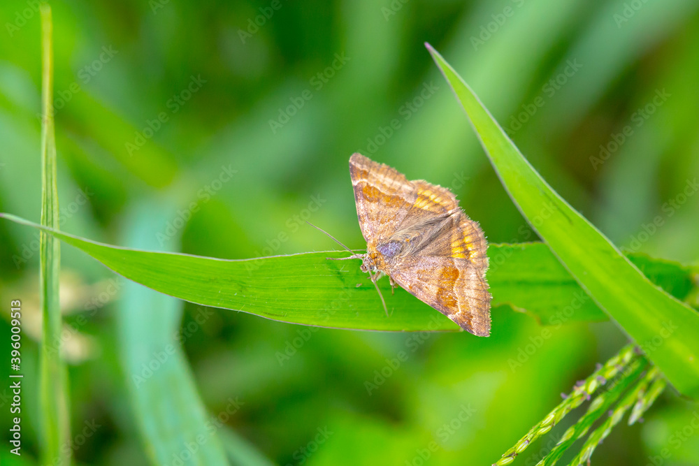 Obraz premium Burnet companion moth, Euclidia glyphica, resting in a field