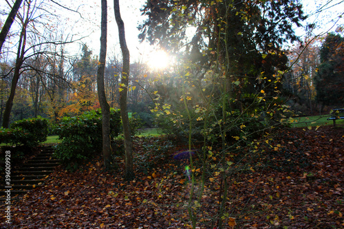 Paysage d'automne avec des arbres jaunes, feuillage coloré, le soleil rayonnant à travers les arbres et le ciel bleu