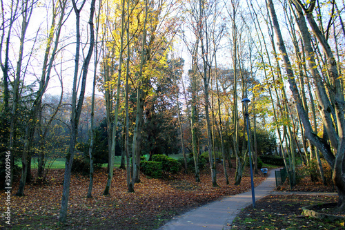 Paysage d'automne avec des arbres jaunes, feuillage coloré, le soleil rayonnant à travers les arbres et le ciel bleu
