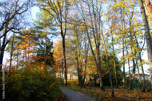 Paysage d'automne avec des arbres jaunes, feuillage coloré, le soleil rayonnant à travers les arbres et le ciel bleu