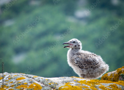 Baby seagull at Saltee islands, Ireland, with blurred background and copy space.