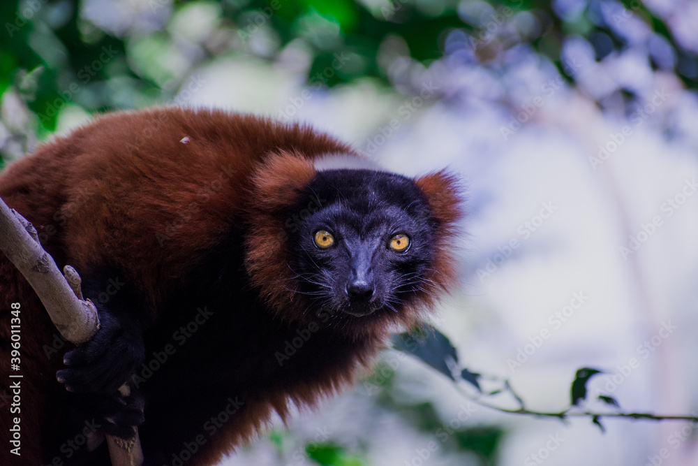 Fototapeta premium red lemur on tree