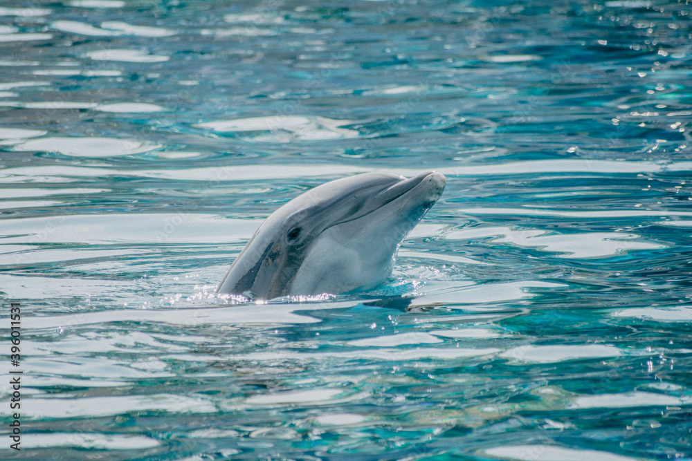 Fototapeta premium Dolphin portrait blue water