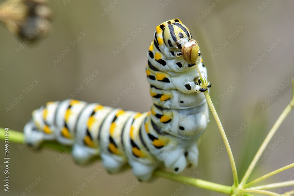 Naklejka premium swallowtail caterpillar eating closeup